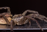La Lycose tarentuline ou Tarentule radie ou Fausse tarentule ou encore Hogna raye. Une femelle (Araneae - Lycosidae - Hogna radiata)